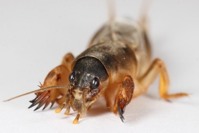 ケラの捕獲と夜中の脱走による大騒動 | 昭和ノスタルジー